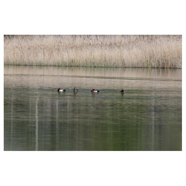 PHOTO84, CLUB, 84 , LUBERON